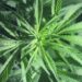 UK CBD regulation update 2024