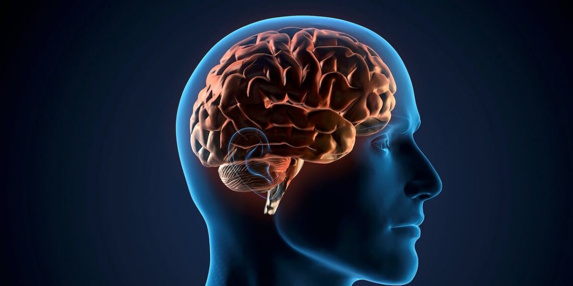 Stakeholders react to EFSA’s health claim rejection of creatine for cognitive function