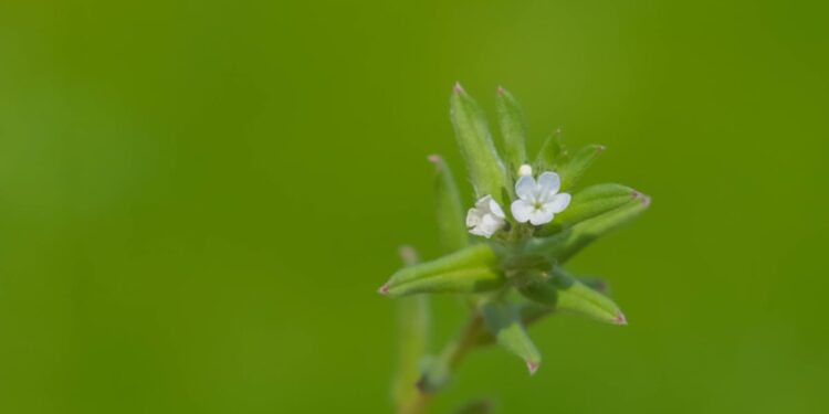 Plant-based lipid emulsion may reduce inflammation