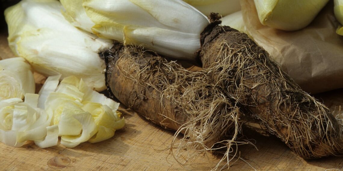 Polyphenol-rich chicory juice offers exercise potential