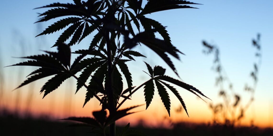 The FSA removes over 100 products from public CBD list