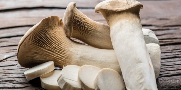 Fermentation supernatant from King Oyster mushroom may protect against leaky gut