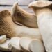 Fermentation supernatant from King Oyster mushroom may protect against leaky gut