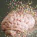 Bifidobacterium probiotics may slow cognitive decline
