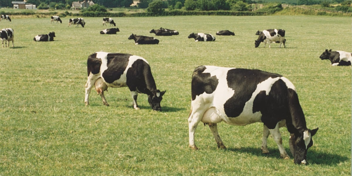 Fonterra’s interim FY25 profits jump