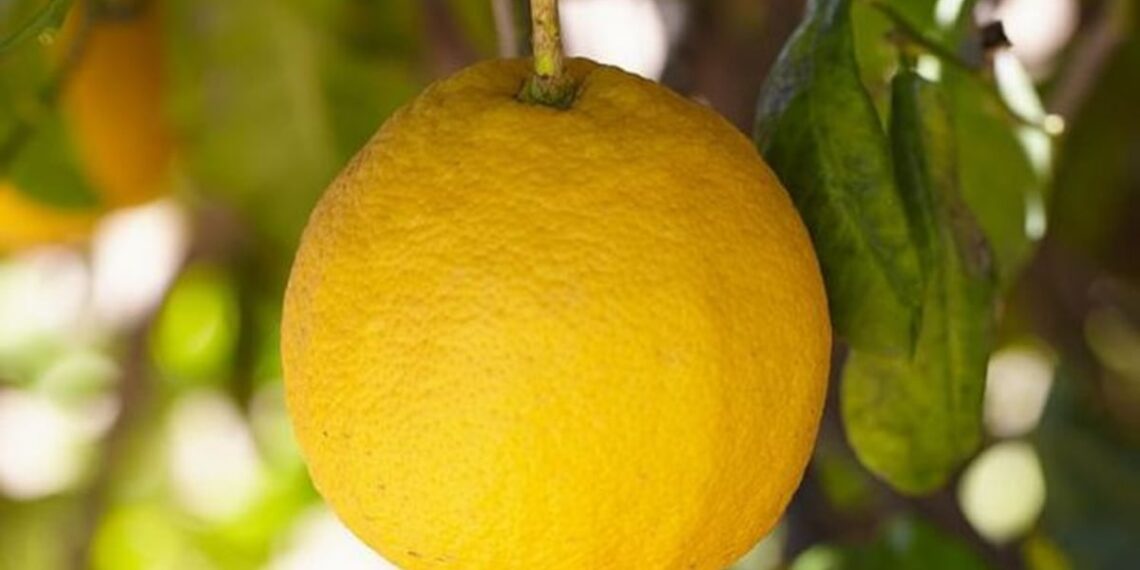 Bergamot extract may naturally lower cholesterol