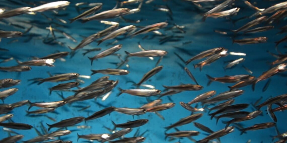 Fish oil production surges 71% in January 2025