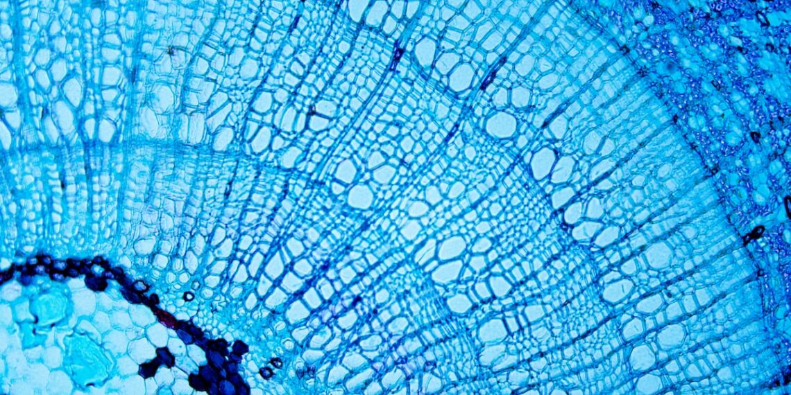 CHromaDex unveils Niagen Bioscience as new brand identity