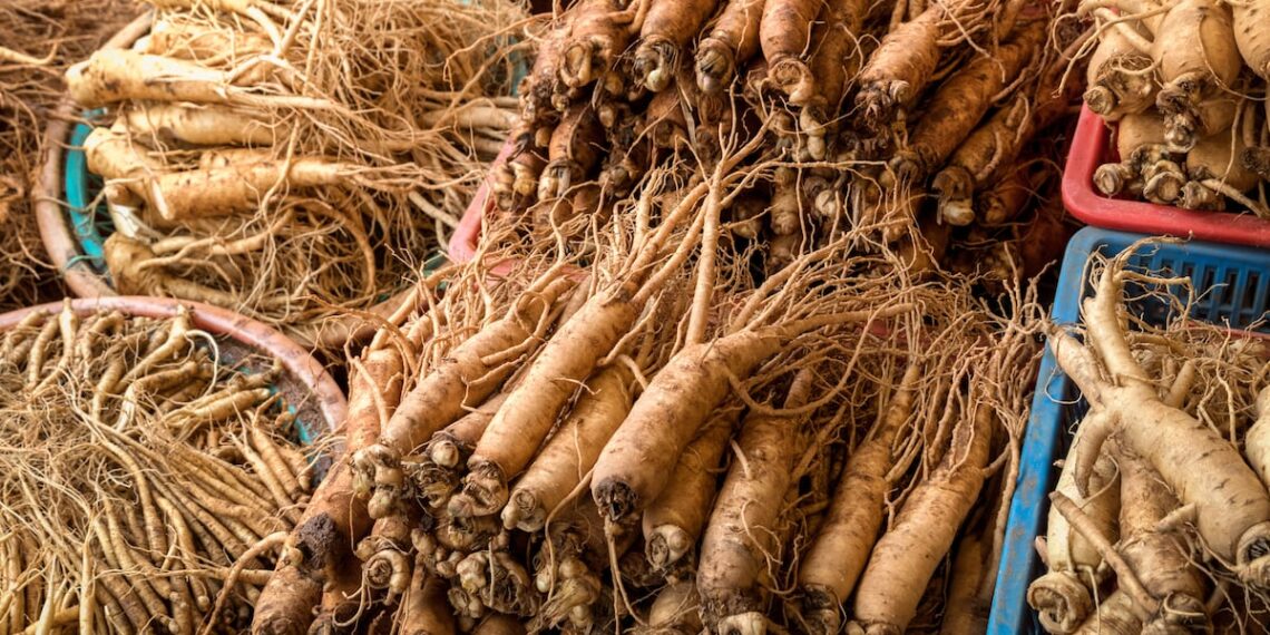 Red Panax ginseng may relieve stress and improve cognitive function