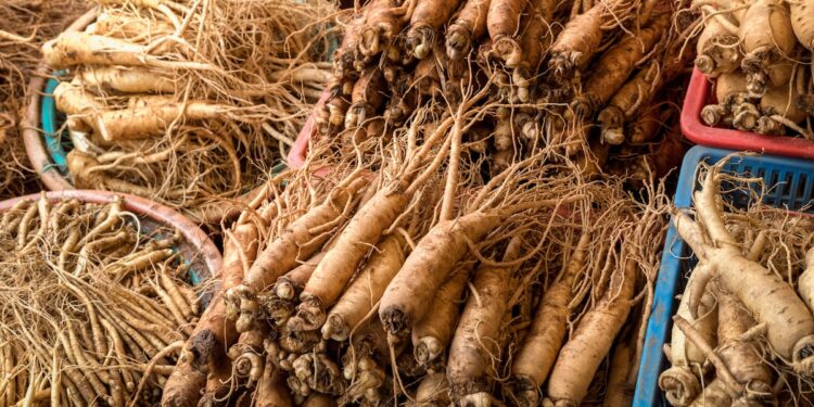 Red Panax ginseng may relieve stress and improve cognitive function