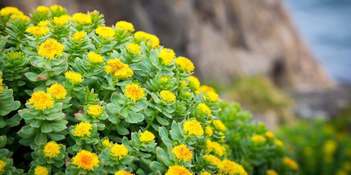 Pharmanager’s RhodioZen Rhodiola extract may support strength training