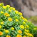 Pharmanager’s RhodioZen Rhodiola extract may support strength training