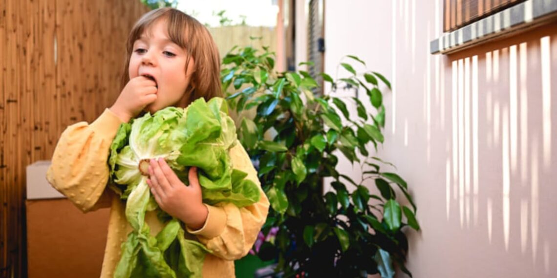 Enriched lettuce as good or better than iron supplements?