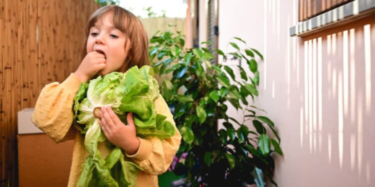 Enriched lettuce as good or better than iron supplements?