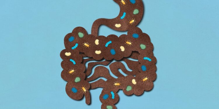 Probiotics may impact gut fungi and bacteriophages