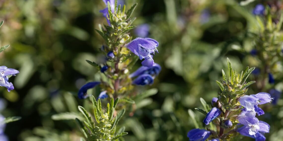 Moldavian dragonhead extract reduces key aging skin markers