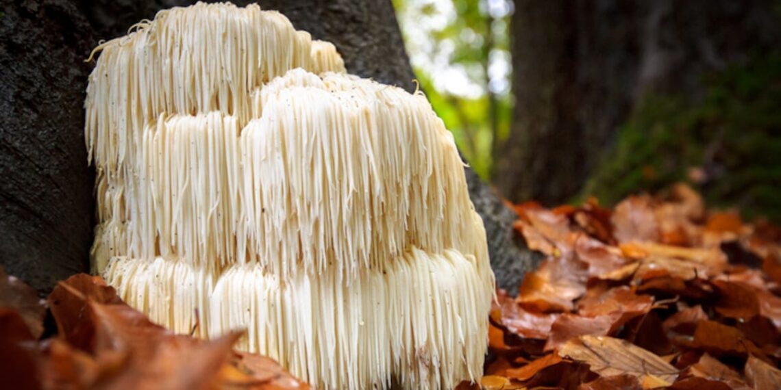 Study examines acute effects of lion’s mane