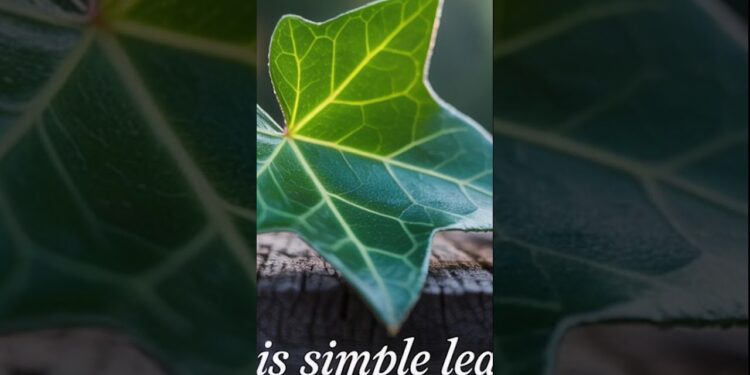 This Simple Leaf Can Lower Blood Pressure Naturally
