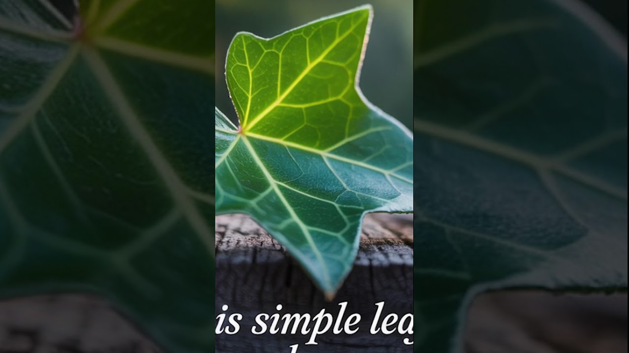 This Simple Leaf Can Lower Blood Pressure Naturally