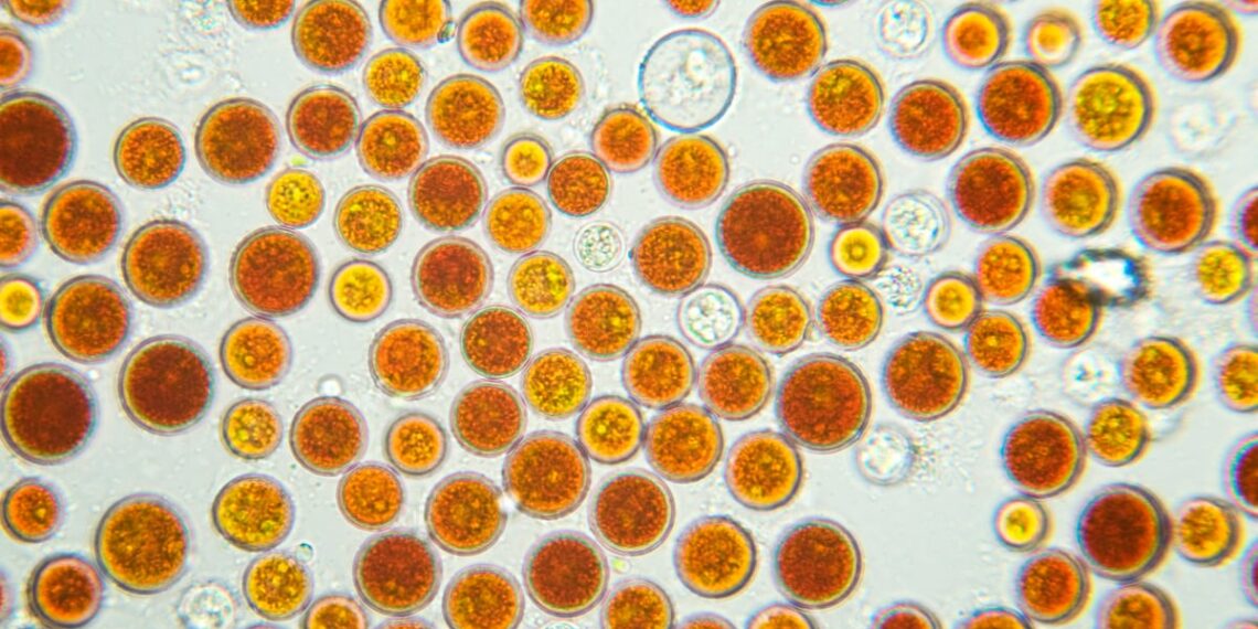 Akkermansia may boost astaxanthin delivery to the intestine