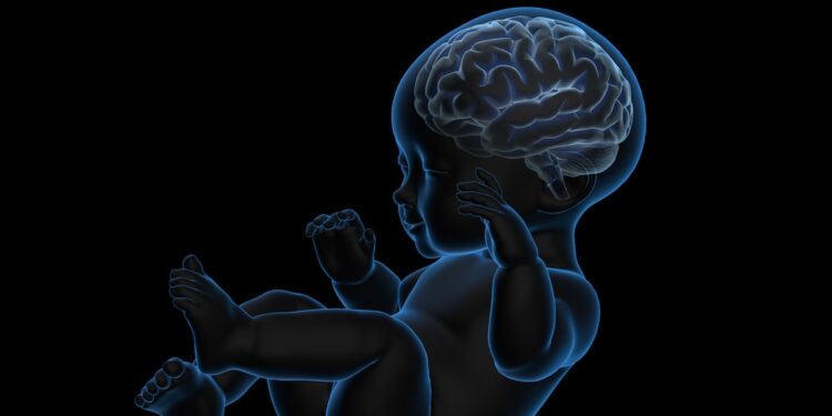 Fish oil may buffer offspring brain changes caused by maternal high-fat diet