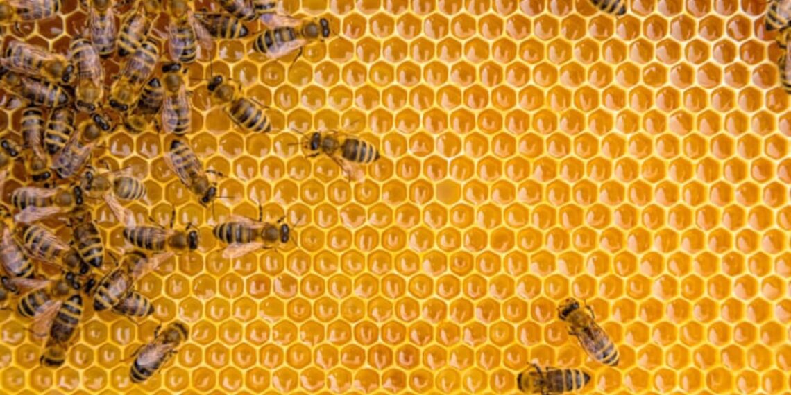 Could honey sweeten performance and recovery outcomes in the military?