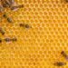 Could honey sweeten performance and recovery outcomes in the military?