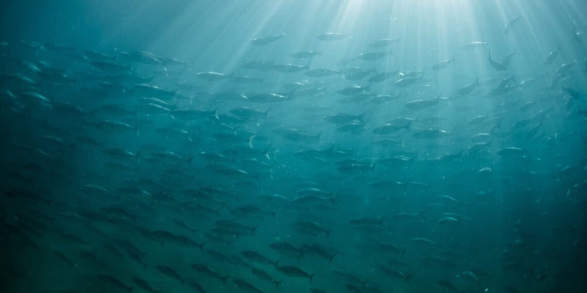 Fish oil production up 34%