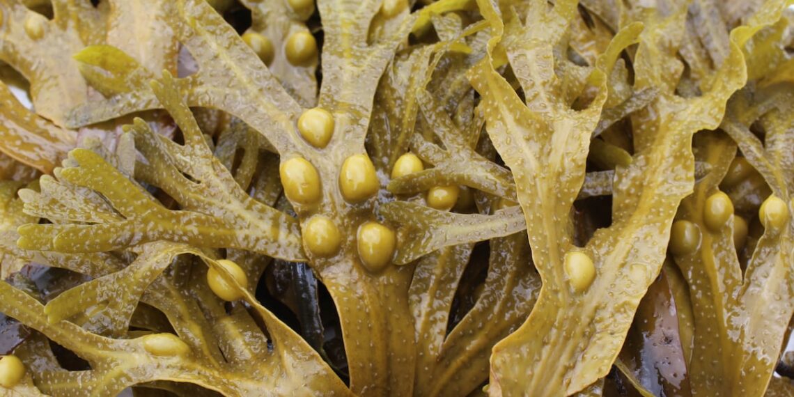 BioMara positions seaweed-derived ingredient for gut health