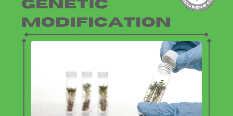 Which Common Foods Are Free from Genetic Modification