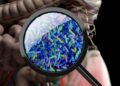 Specific synbiotic blend offers benefits in aging consumers, study suggests