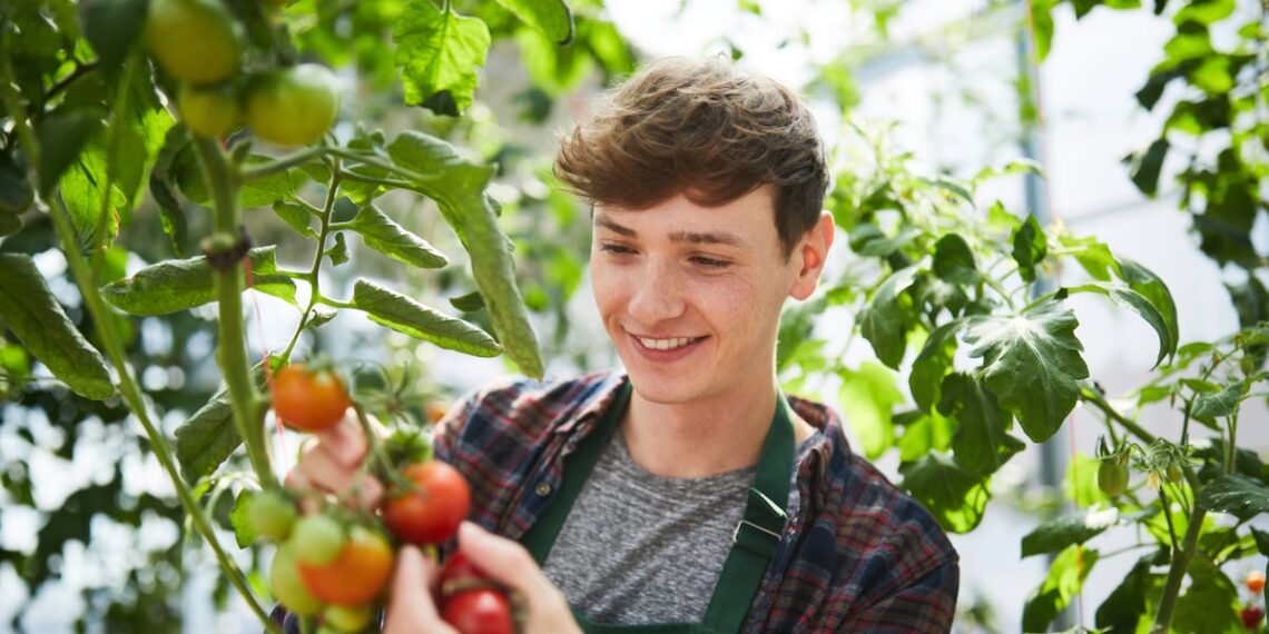 Tomato leaves could provide alternative protein