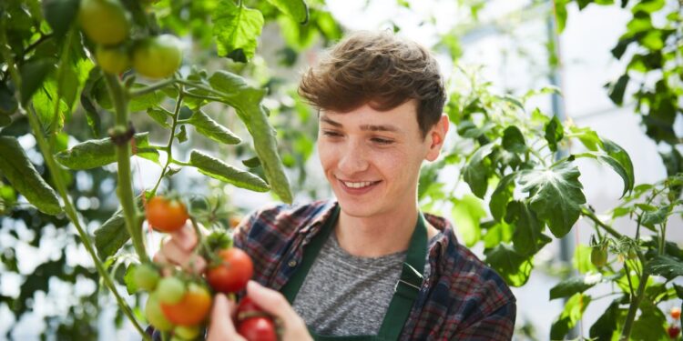 Tomato leaves could provide alternative protein