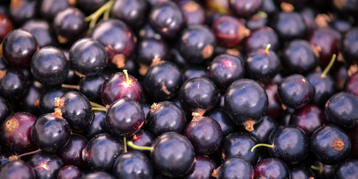 Blackcurrant extract could help athletes with gut health