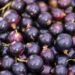 Blackcurrant extract could help athletes with gut health