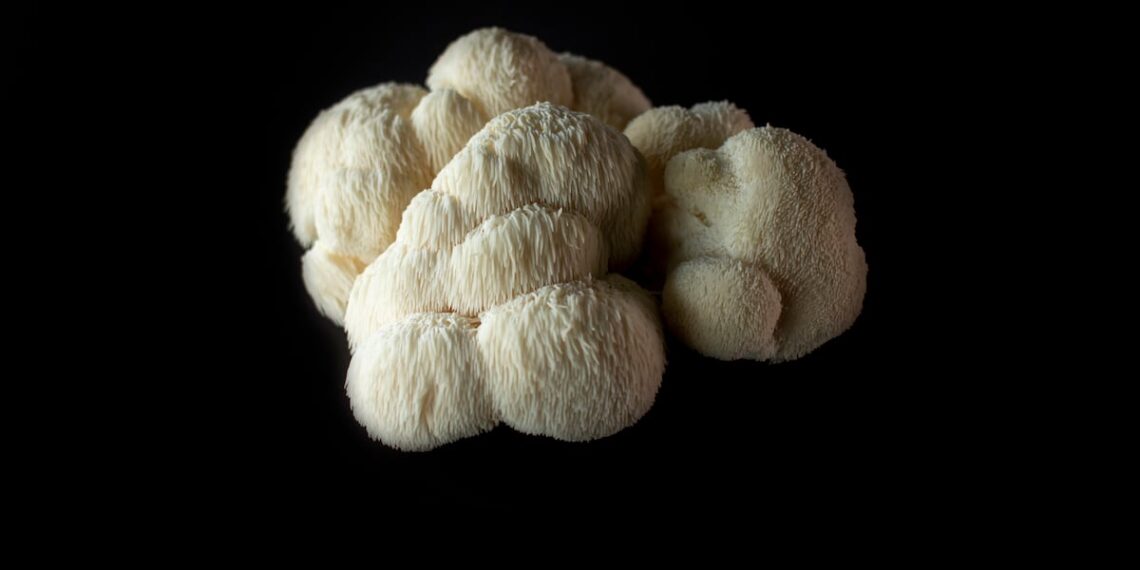 Alternative applications for lion’s mane