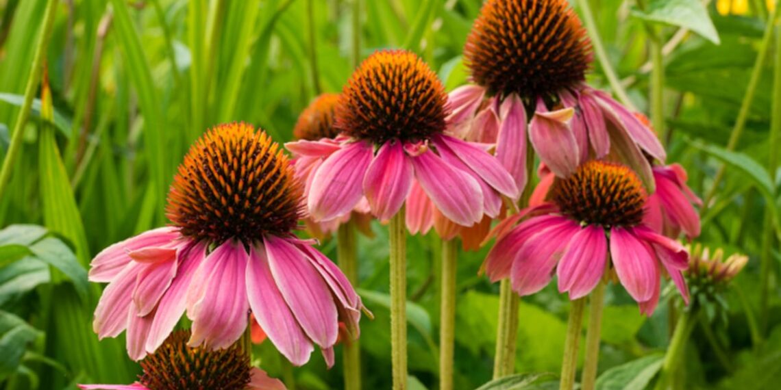 BAPP Bulletin puts echinacea adulteration under the microscope