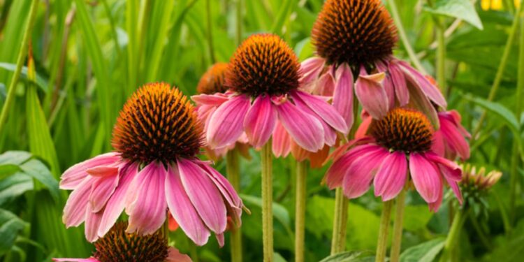 BAPP Bulletin puts echinacea adulteration under the microscope