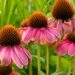 BAPP Bulletin puts echinacea adulteration under the microscope