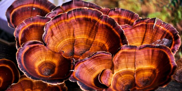 Can ‘Queen of Mushrooms’ Reishi maintain market dominance?
