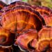 Can ‘Queen of Mushrooms’ Reishi maintain market dominance?