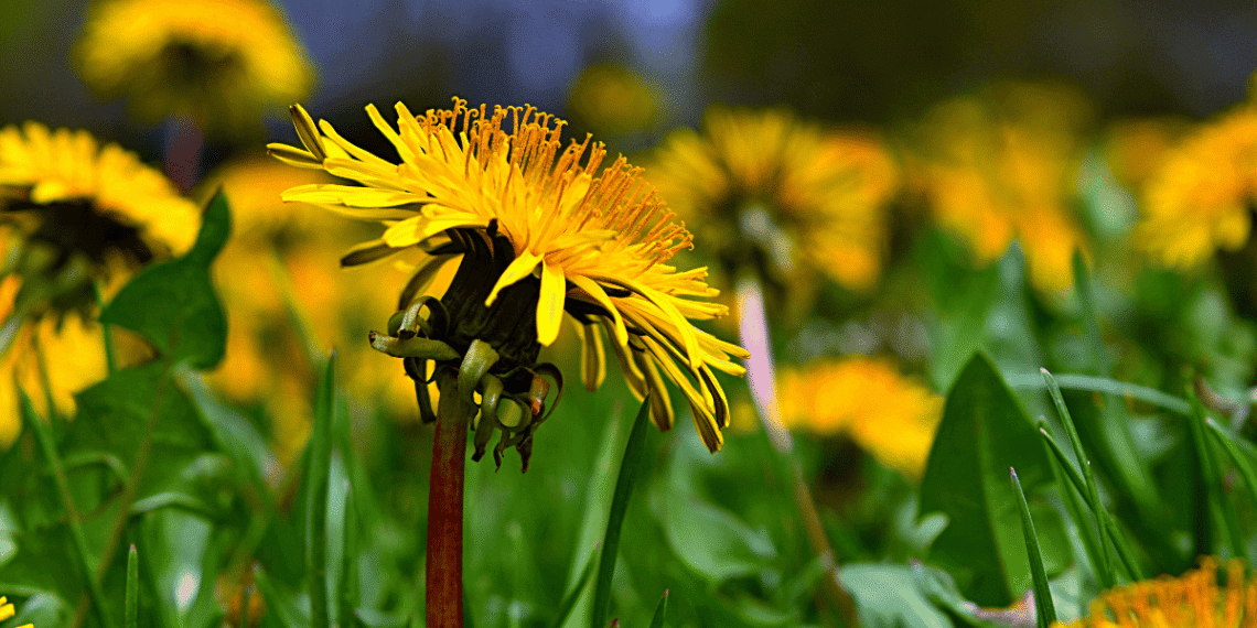 7 Backyard Herbal Remedies to Harvest Yourself