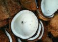 Fighting antimicrobial resistance via a coconut-based prebiotic
