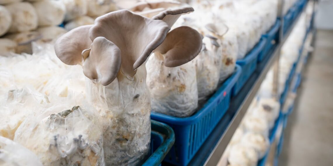 Phoenix oyster mushroom mycelium is novel
