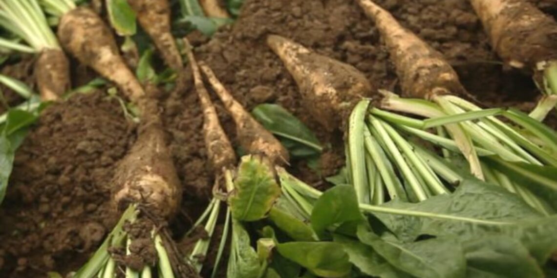 European Commission clears three botanical ingredients