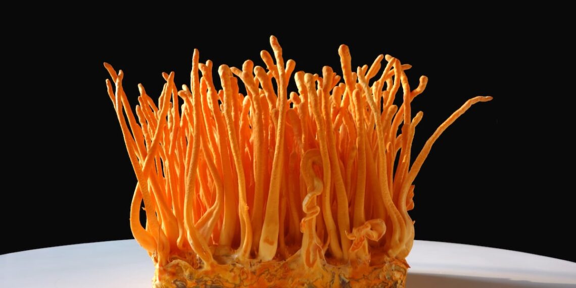 Cordyceps ‘boom’ on the horizon as novel food status of S. hepiali clarified