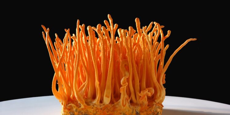 Cordyceps ‘boom’ on the horizon as novel food status of S. hepiali clarified
