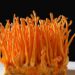 Cordyceps ‘boom’ on the horizon as novel food status of S. hepiali clarified