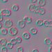Genbioma builds science & market for pro- and postbiotic’s metabolic potential