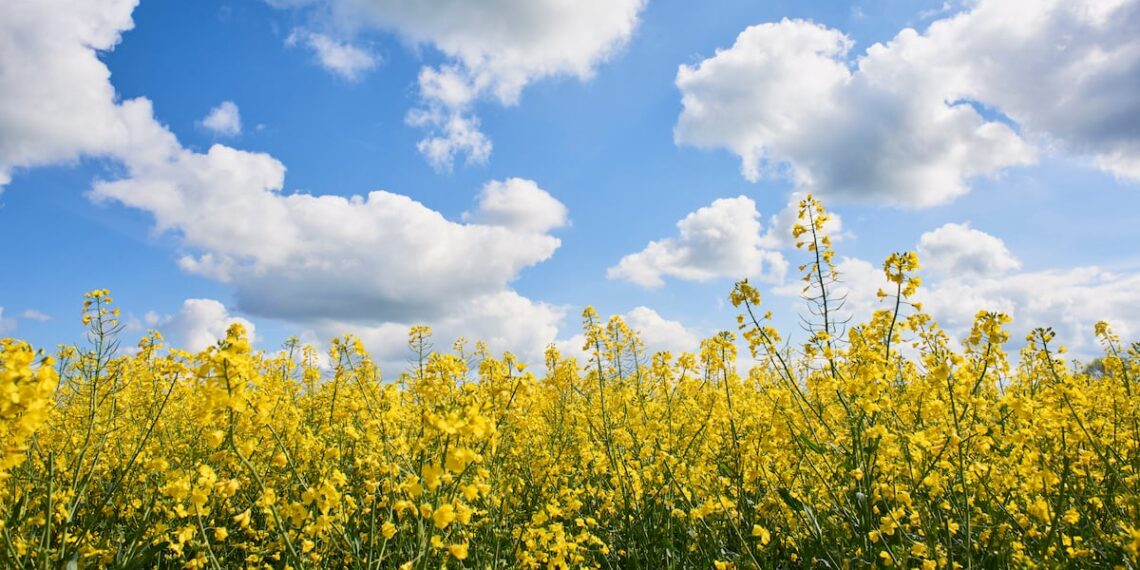 Rapeseed protein fiber-concentrate gets green light from EFSA
